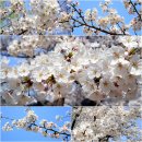 만석거공원(수원)의 화려한 벚꽃을 함께 합니다(3/31). 이미지