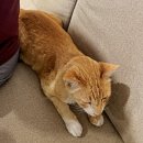 토요힐링요가 | 치앙마이 숙소추천 컨디션 최고 6만원대 가성비 호텔 토요야시장 5분컷 리스호텔 투숙후기