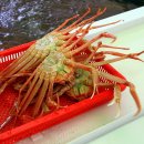 대게한마당 Daum카페