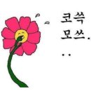 쁘띠독 네이버블로그
