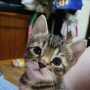 부산뱅갈하우스 이미지