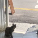 아남키센타 이미지