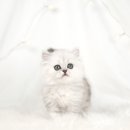 천안 고양이분양 도로시펫 이미지