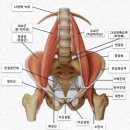 고관절 통증 관리~ 이미지