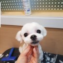 강아지song 이미지