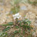 흰들제비꽃 Viola betonicifolia Sm. var. albescens (Nakai) F.Maek. &amp; T.Hashim. 이미지