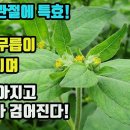 진득찰-중풍과 관절의 명약-중풍에 의한 반신불수, 구안와사, 혀가 굳는 증상을 치료, 관절을 펴지 못함과 허리와 무릎의 무기력증을 치료 이미지