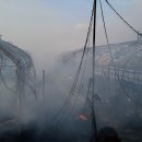 양계장닭한마리 이미지