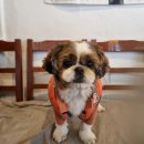 그루밍솔 이미지