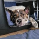 행복한개 이미지