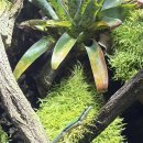 황금개구리 | [밤리단길] 두쫀쿠를 파는 물고기와 도마뱀과 개구리가 있는 카페 (티티앤커피 밤리단길점)