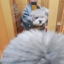 비주얼펫살롱 이미지