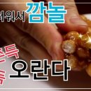 오란다 이미지