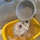 소울독 | 천안애견미용 소울독 우리 아이가 편안하게 다녀온 미용 후기