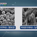 김뚱보