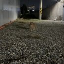 콩콩설기 이미지