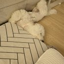 이코그루밍 이미지