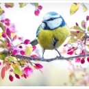 새들피아노 이미지