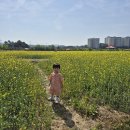 용인 기흥호수공원, 아기랑 유채꽃 구경한 후기(주차, 돗자리)