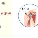 힘줄 이미지