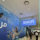 루피독 | 씨라이프 코엑스 아쿠아리움 SEA LIFE CORX 평일 후기 - 1편