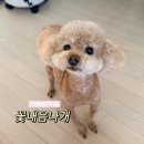 꽃내음나개 네이버블로그