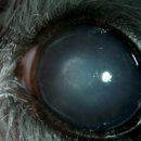 으뜸원동물병원 이미지