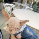 핑크강아지 이미지