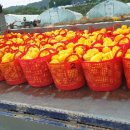 신철호농장 이미지