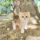 광주강아지분양 고양이분양 24시 데려가개본점 이미지