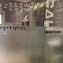 분당 고은 동물병원 네이버블로그