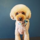 도그이살롱 이미지