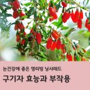 레드울프 | 구기자 효능과 부작용 총정리, 눈건강에 좋은 영리빙닝샤 레드까지