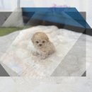 반려견 돌봄센터 일구삼 | 성동구동물보호센터에서 만난 시바이누 입양 준비부터 돌봄까지 솔직 후기