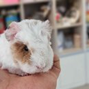 펫엔글라이더 이미지