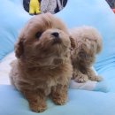 내품에 강아지 이미지