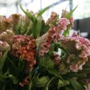 맨드라미 화단 이미지