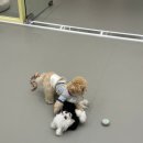 룰루랄라 댕치원 이미지