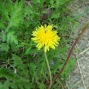 감정초교 이미지