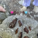 해와달펜션 | 울진여행 - 하트해변 주변 숙소 해와달펜션, 민박집 전화번호, 물고기 채집