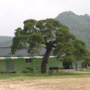 용두초등학교 Daum카페