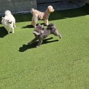 펫하우스애견 이미지