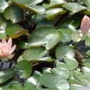 나비채생태공원 이미지