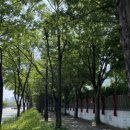 가로수길 이미지