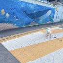 멍그니엘 애견호텔 수원점 이미지