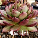 베로니카 Daum카페