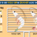 자연산 대하와 흰다리새우 구별법.gif 이미지