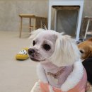 름자펫살롱 이미지