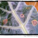 식물-병해충 사진으로 본 증상과 조치법 이미지