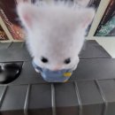 나도 고양이 생겼다 이미지